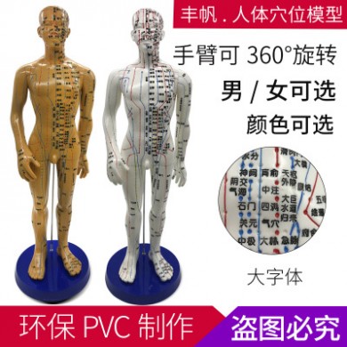 50CM清晰大字体男女人体模型人体经络模型中医铜人针灸穴位模型
