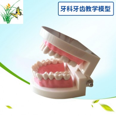 牙科材料/齿科耗材/口腔器械/牙科教学模型假牙模型 牙科牙齿模型