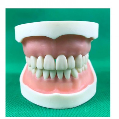 现货牙科教学模型口腔器械工具材料齿科耗材备牙练习牙模可拆牙齿