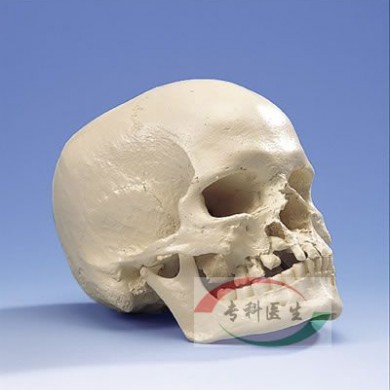 小头症颅模型