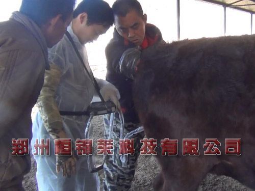 便携式牛用B超测孕仪