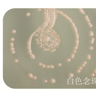 SDA沙保罗琼脂培养基