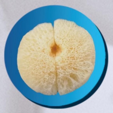 (产品招商)冻干松质骨块_简介