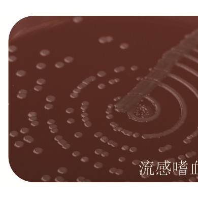 CHO巧克力琼脂培养基（不加抗生素）_简介