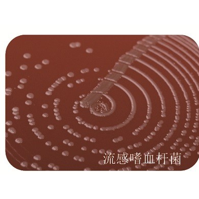 HIN嗜血杆菌巧克力琼脂选择培养基_简介