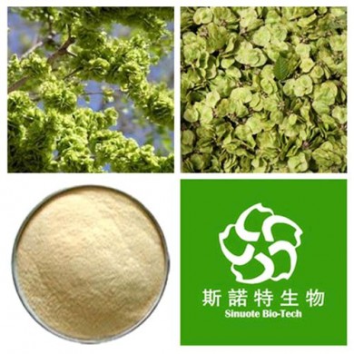 榆钱提取物_简介
